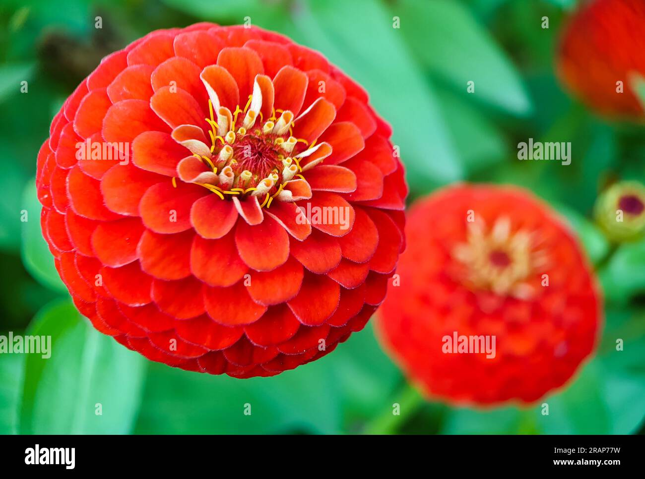 The red beautiful flower of the cynia is taken in close-up. High quality photo Stock Photo