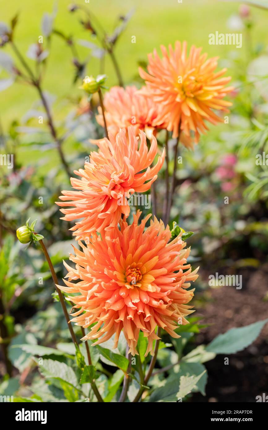 Orange Semi Cactus Dahlia flowers vertical image. Stock Photo