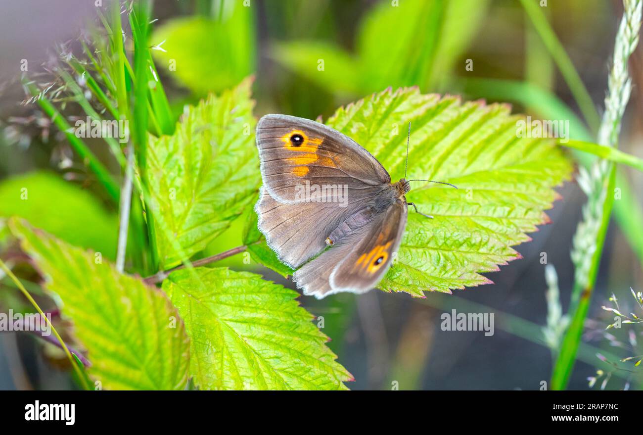 meadow brown butterfly on green leaf Stock Photo