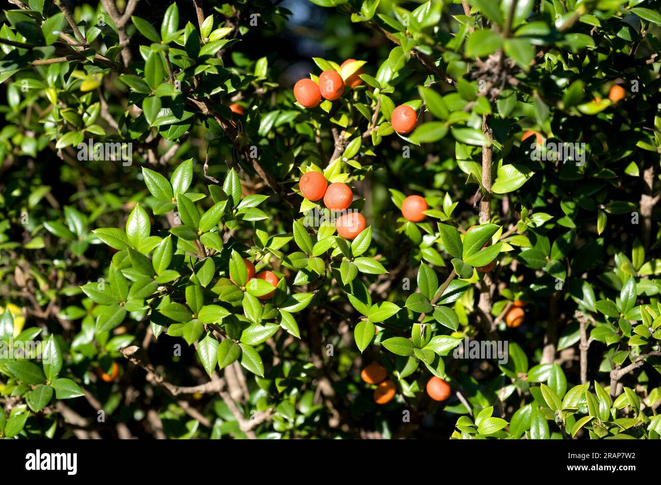 Chainfruit or prickly Alyxia (Alyxia ruscifolia), shrub of rainfall areas in Australia. Leaves and fruits detail. Angiosperms. Apocynaceae. Stock Photo