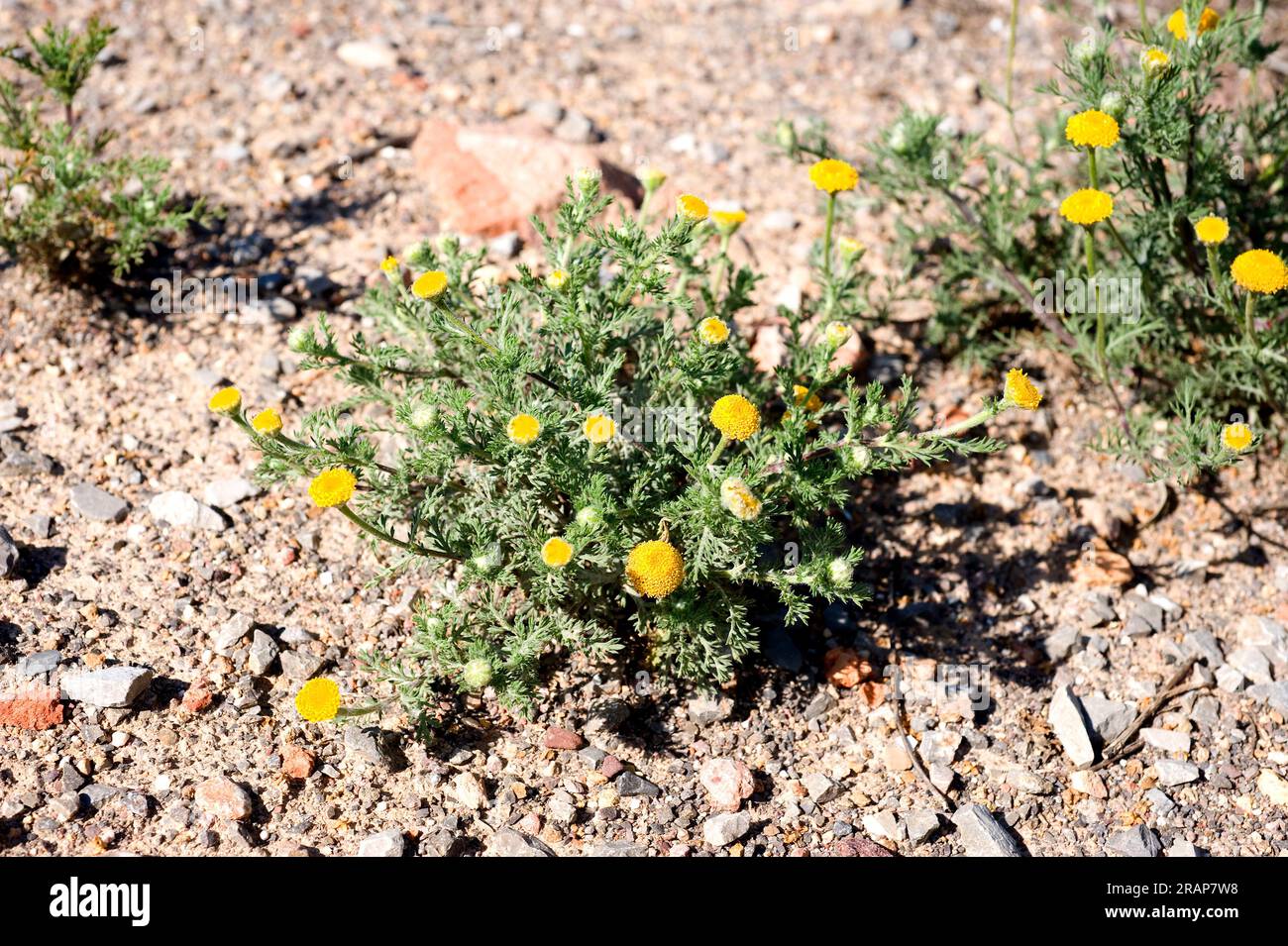 Magarza o manzanilla valenciana (Anacyclus valentinus) is an annual herb native to the western Mediterranean basin. Angiosperms. Eudicots. Asteraceae. Stock Photo