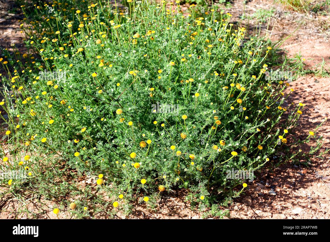 Magarza o manzanilla valenciana (Anacyclus valentinus) is an annual herb native to the western Mediterranean basin. Angiosperms. Eudicots. Asteraceae. Stock Photo