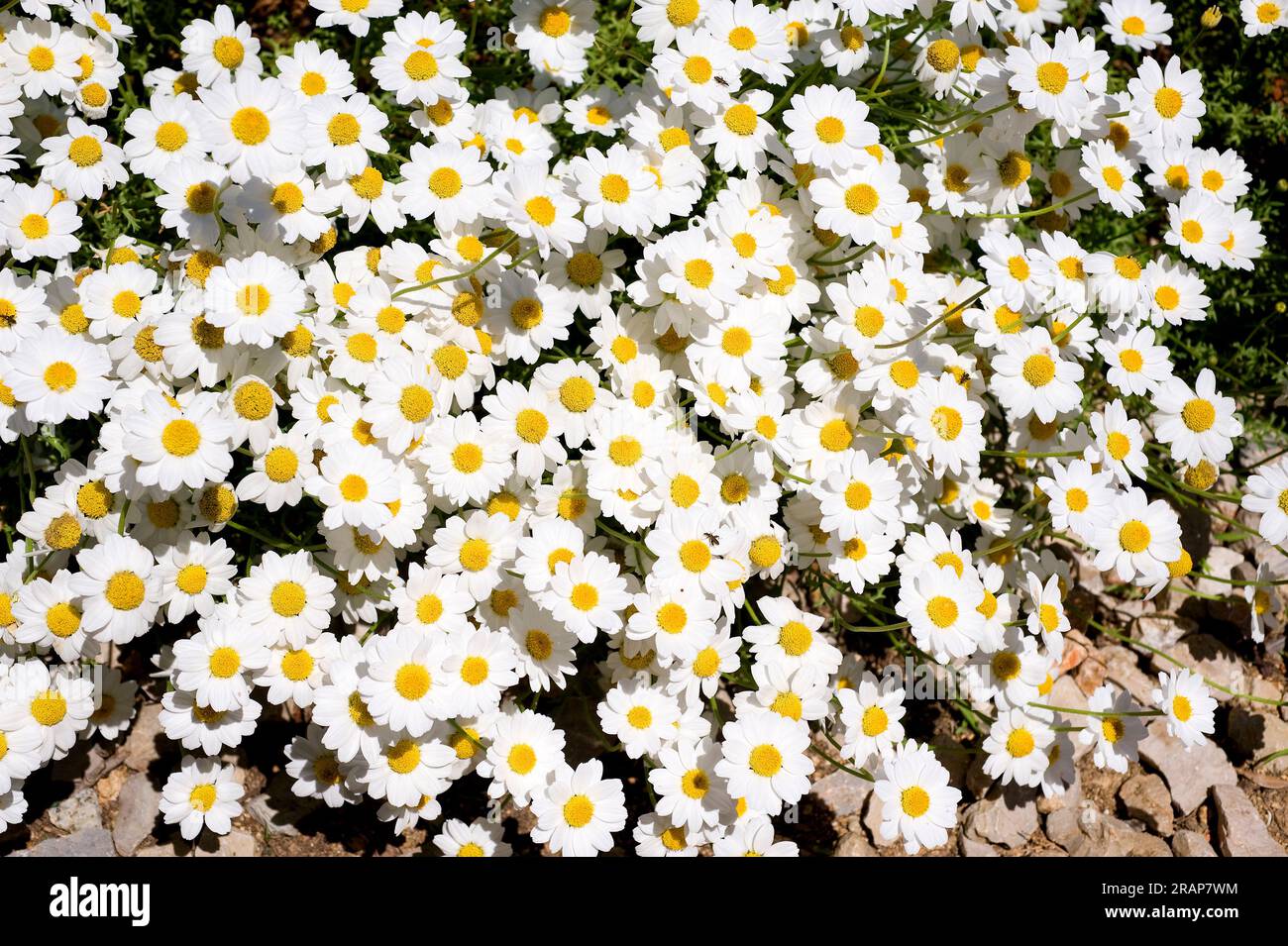 Seaside chamomile (Anthemis maritima) is a perennial and aromatic herb ...