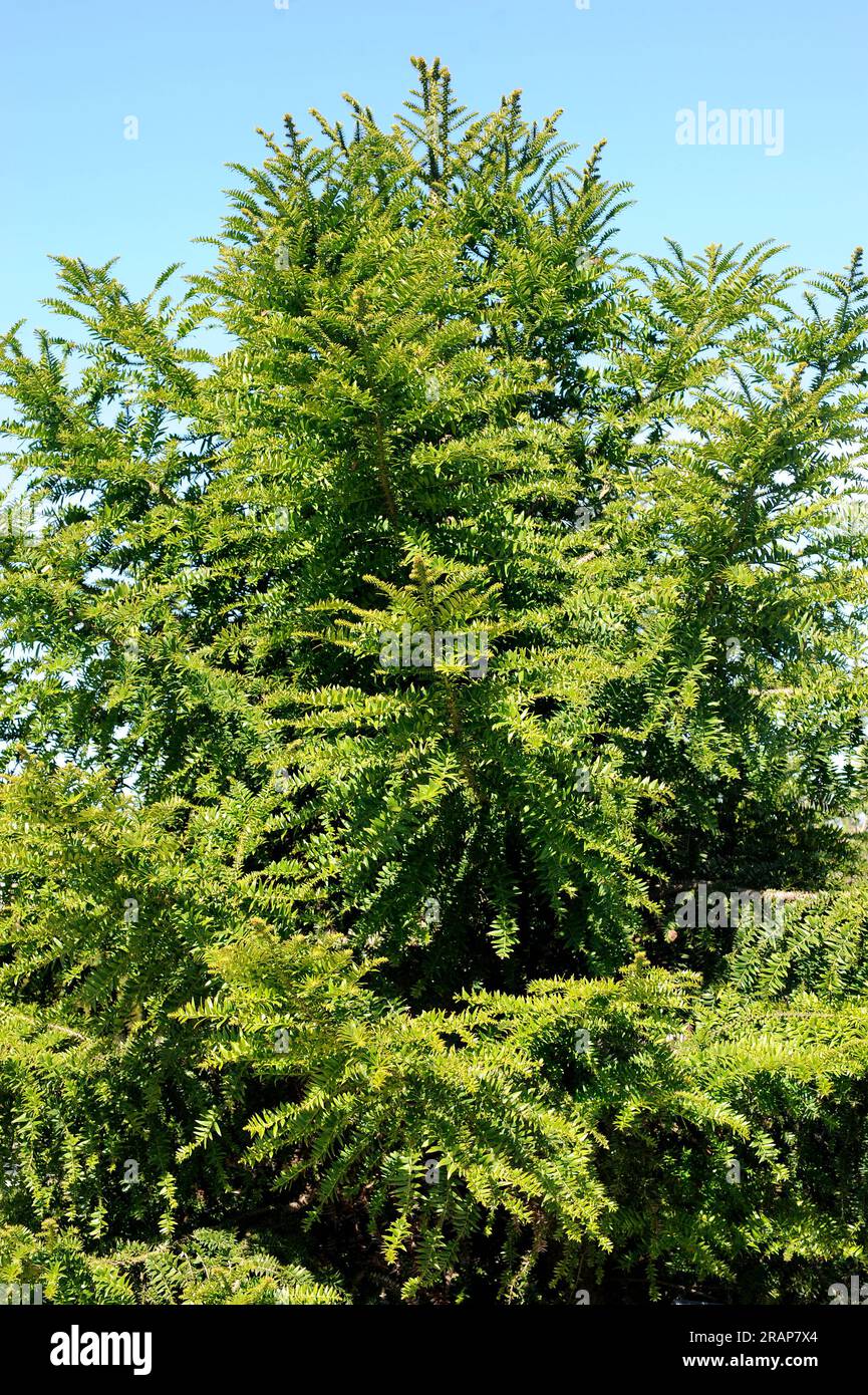 Bunya pine (Araucaria bidwillii) is a large evergreen tree native to Queensland, Australia. Pinophyta. Araucariaceae. Stock Photo