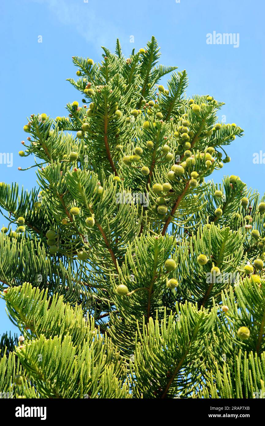Norfolk island pine or star pine (Araucaria heterophylla or Araucaria excelsa) is an endemic tree native to Norfolk Island in Pacific Ocean. Pinophyta Stock Photo