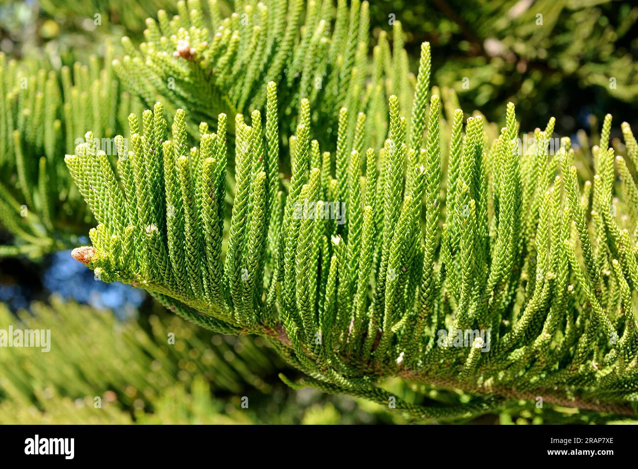 Norfolk island pine or star pine (Araucaria heterophylla or A. excelsa) is an endemic tree native to Norfolk Island in Pacific Ocean. Leaves detail. P Stock Photo