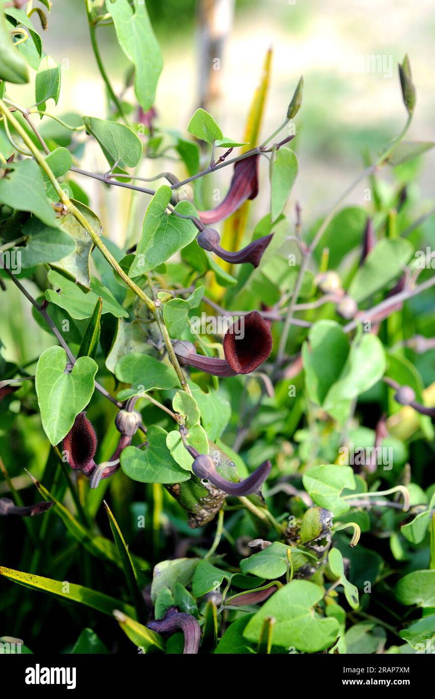 Andalusian Dutchsman pipe (Aristolochia baetica) is a perennial herb native to southern Iberian Peninsula and Morocco. Is poisonous. Angiosperms. Aris Stock Photo