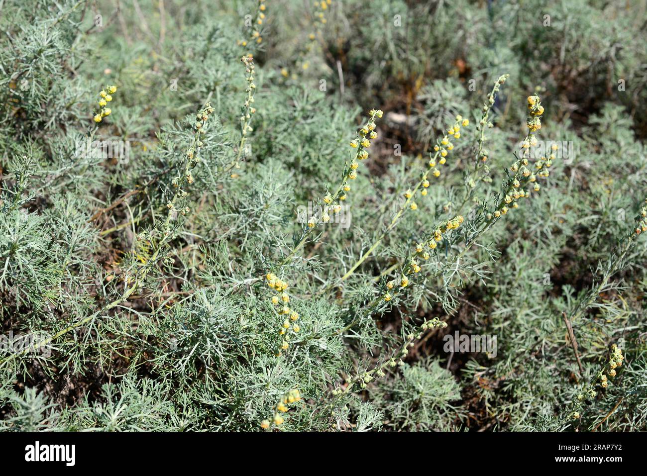 White wormwood (Artemisia alba) is a perennial shrub native to the Mediterranean region and Arabian Peninsula. Is a medicinal plant used as antiseptic Stock Photo