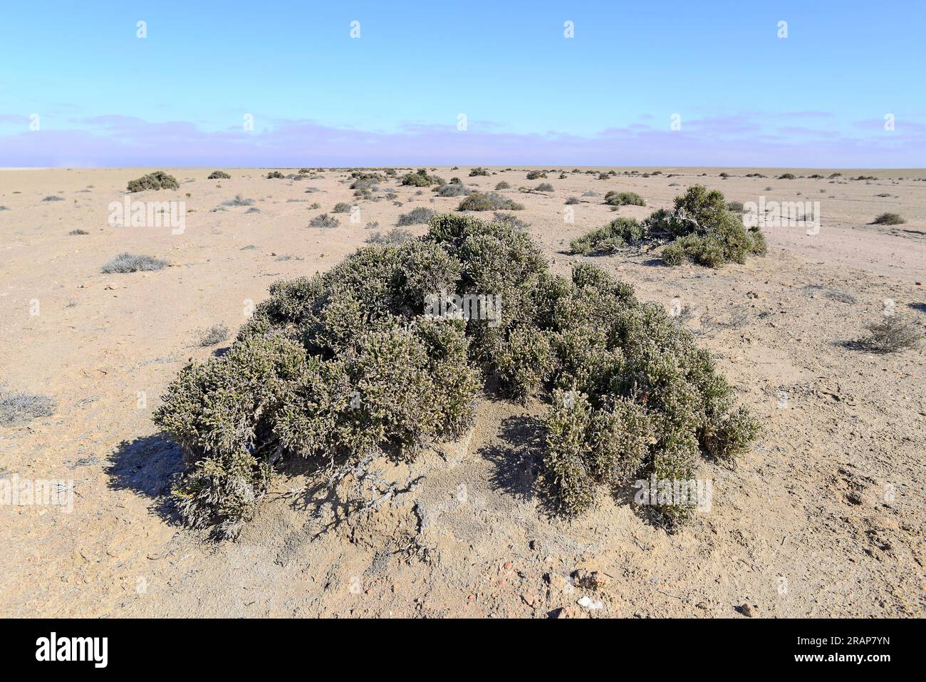 Pencil bush (Arthraerua leubnitziae) is an evergreen shrub native to Namibia. Angiosperms. Amaranthaceae. This photo was taken in Swakopmund. Stock Photo