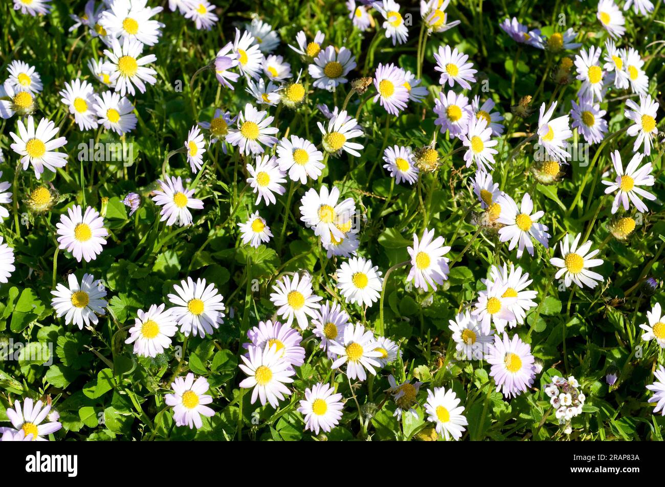 Annual Daisy (Bellis annua) is an annual herb native to Mediterranean region. Angiosperms. Asteraceae. This photo was taken in Menorca, Balearic Islan Stock Photo