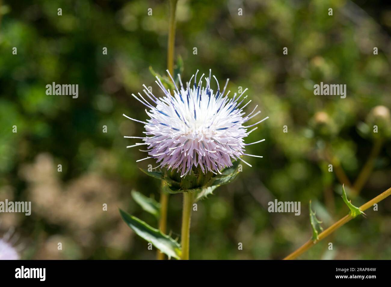 Holy thistle (Carduncellus dianius) is an endemic and protected species native to Ibiza (Balearic Islands) and Alicante. Angiosperms. Asteraceae. Stock Photo