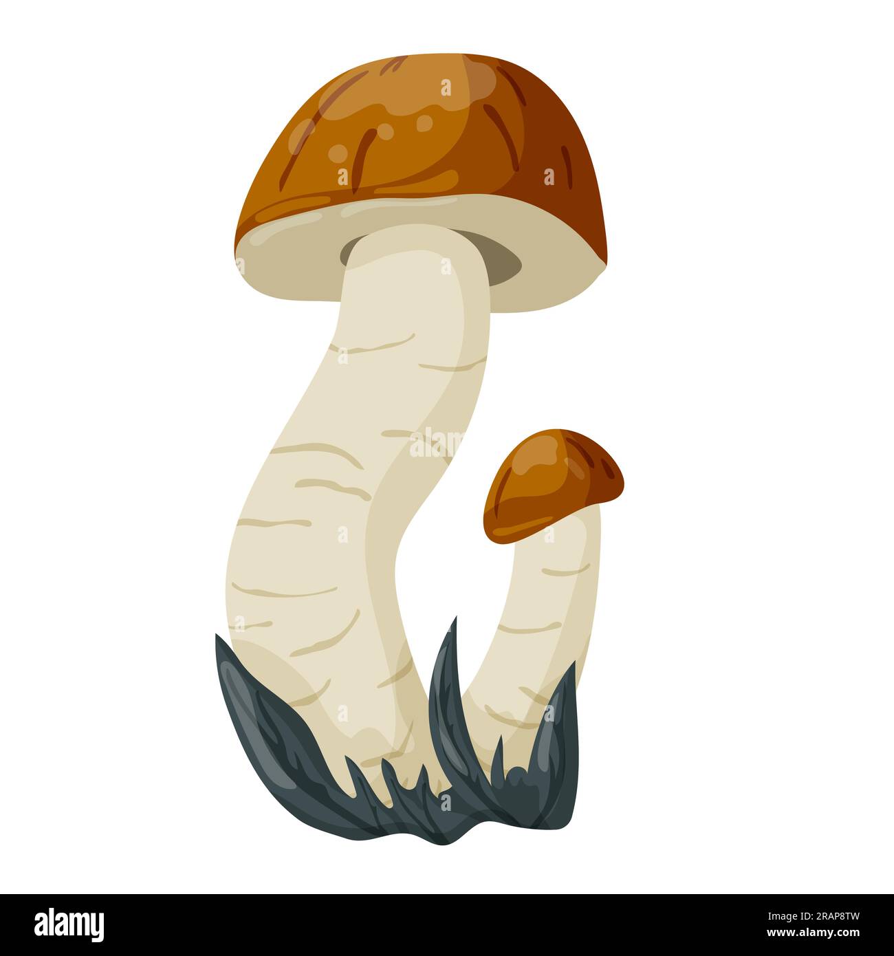 Boletus mushroom. Vector illustration isolated on a white background. Stock Vector