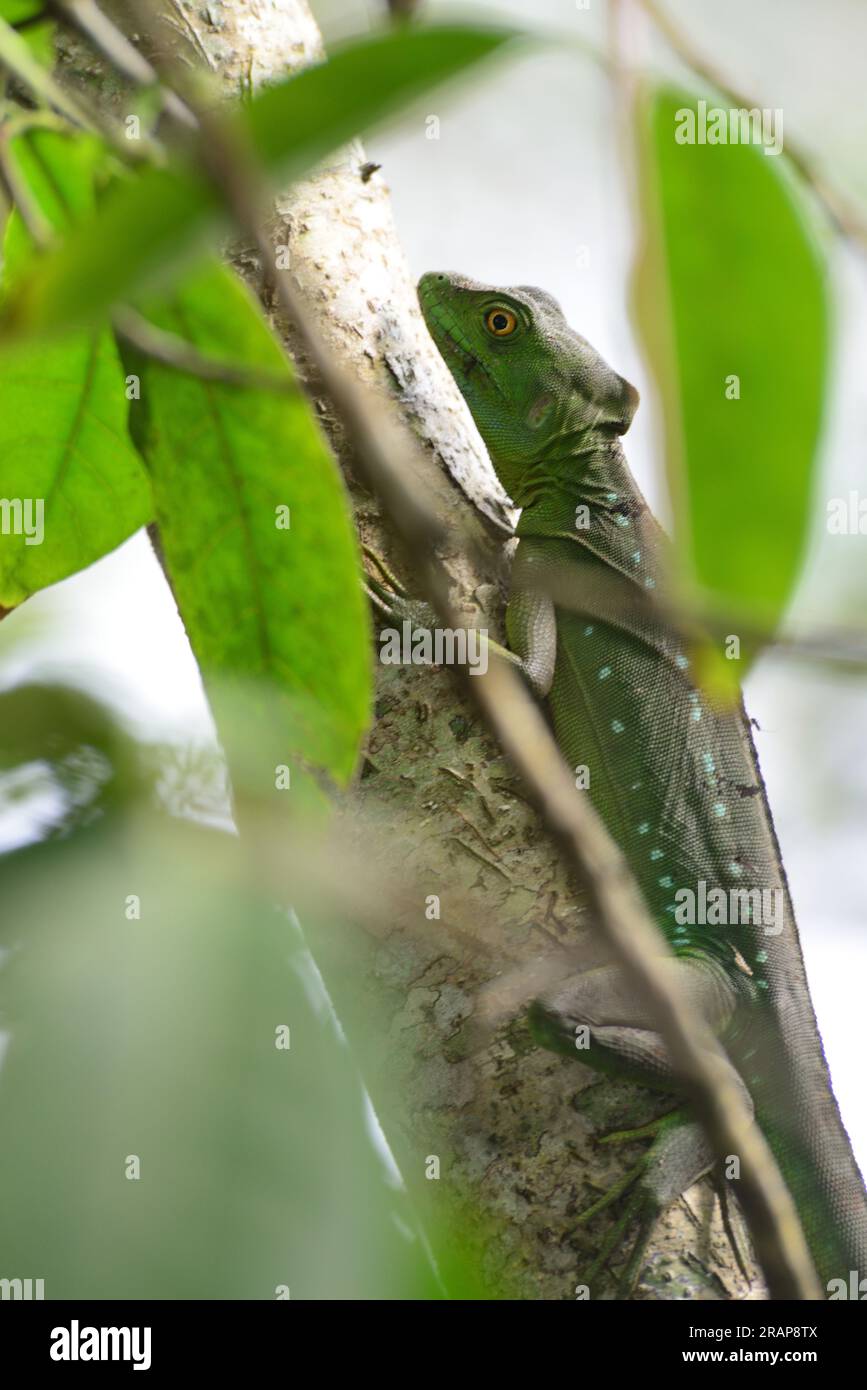 A green basilisk or plumed basilisk (Basiliscus plumifrons) female in the forest of Cahuita National Park, overlooking the Caribbean Sea, Costa Rica, Stock Photo