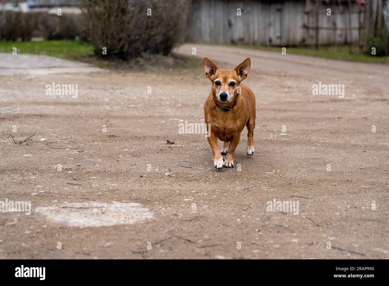 Corgi-Chihuahua mix dog walking towards camera on a gravel road Stock Photo