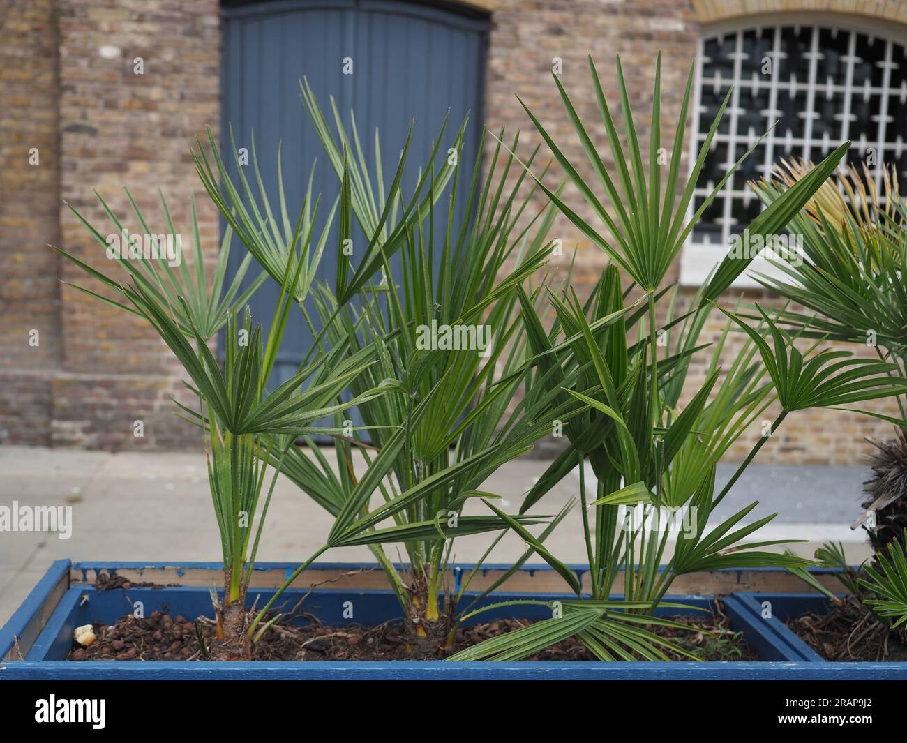 young potted palm trees scientific classification Arecaceae Stock Photo ...