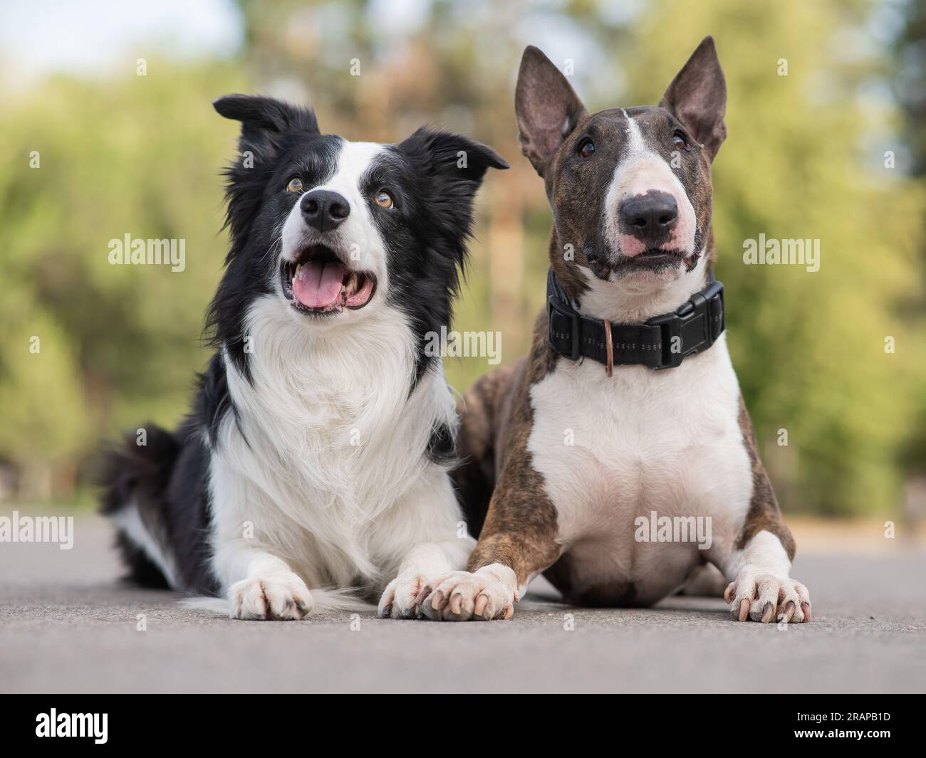 Black and white border collie and brindle bull terrier lie side by side on  a walk Stock Photo - Alamy, image size:1300x1065