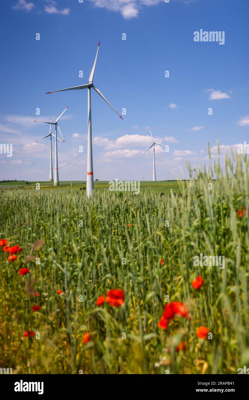 Lichtenau, North Rhine-Westphalia, Germany - Wind farm in agricultural landscape, in front flowering strips on wheat field, poppies. Stock Photo