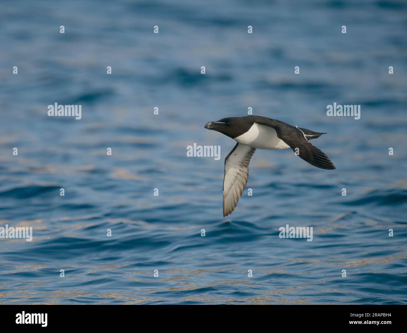 Razorbill, Alca torda, single bird in flight, Yorkshire, June 2023 ...