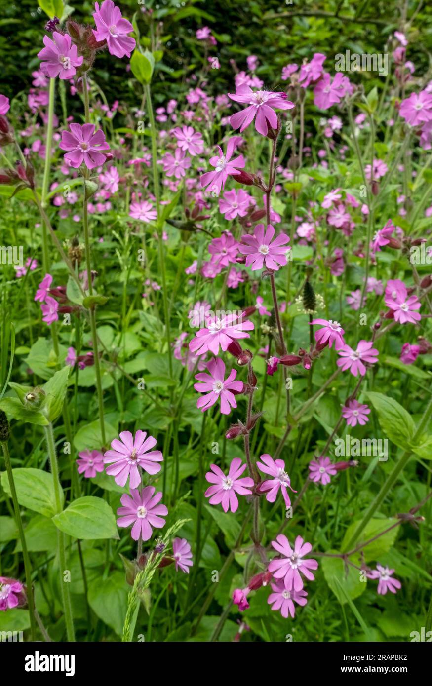 Close up of red campion silene dioica wild flower flowers wildflowers