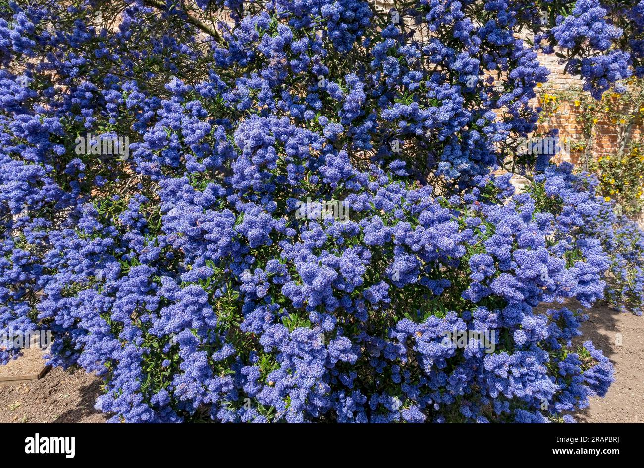 Large ceanothus (Californian lilac) bush shrub blue flowers flowering in bloom in summer England UK United Kingdom GB Great Britain Stock Photo