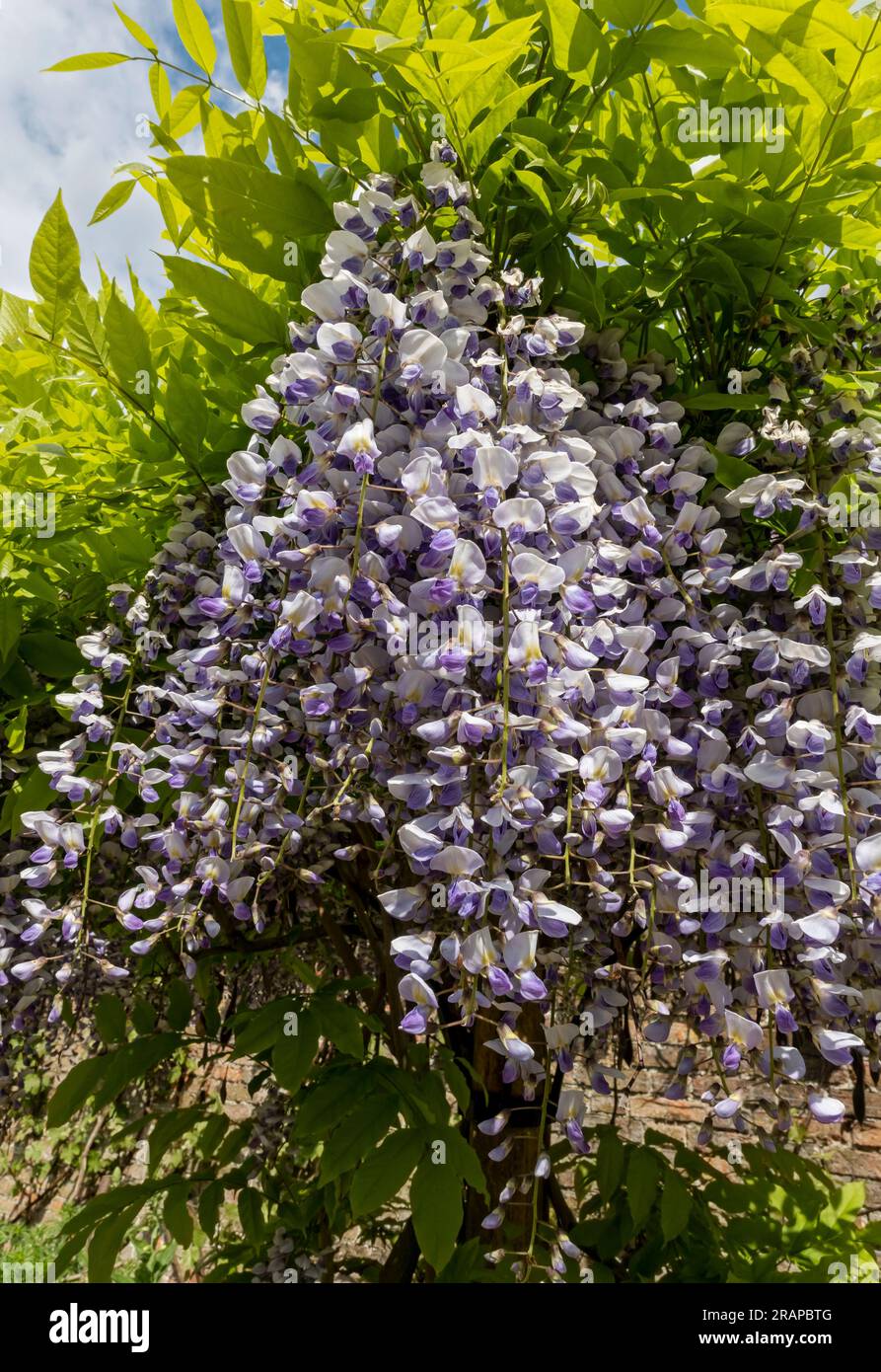 Close up of purple and white japanese wisteria flower flowers flowering in spring England UK United Kingdom GB Great Britain Stock Photo