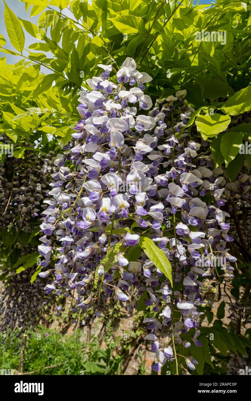 Close up of purple and white japanese wisteria flower flowers flowering in spring England UK United Kingdom GB Great Britain Stock Photo