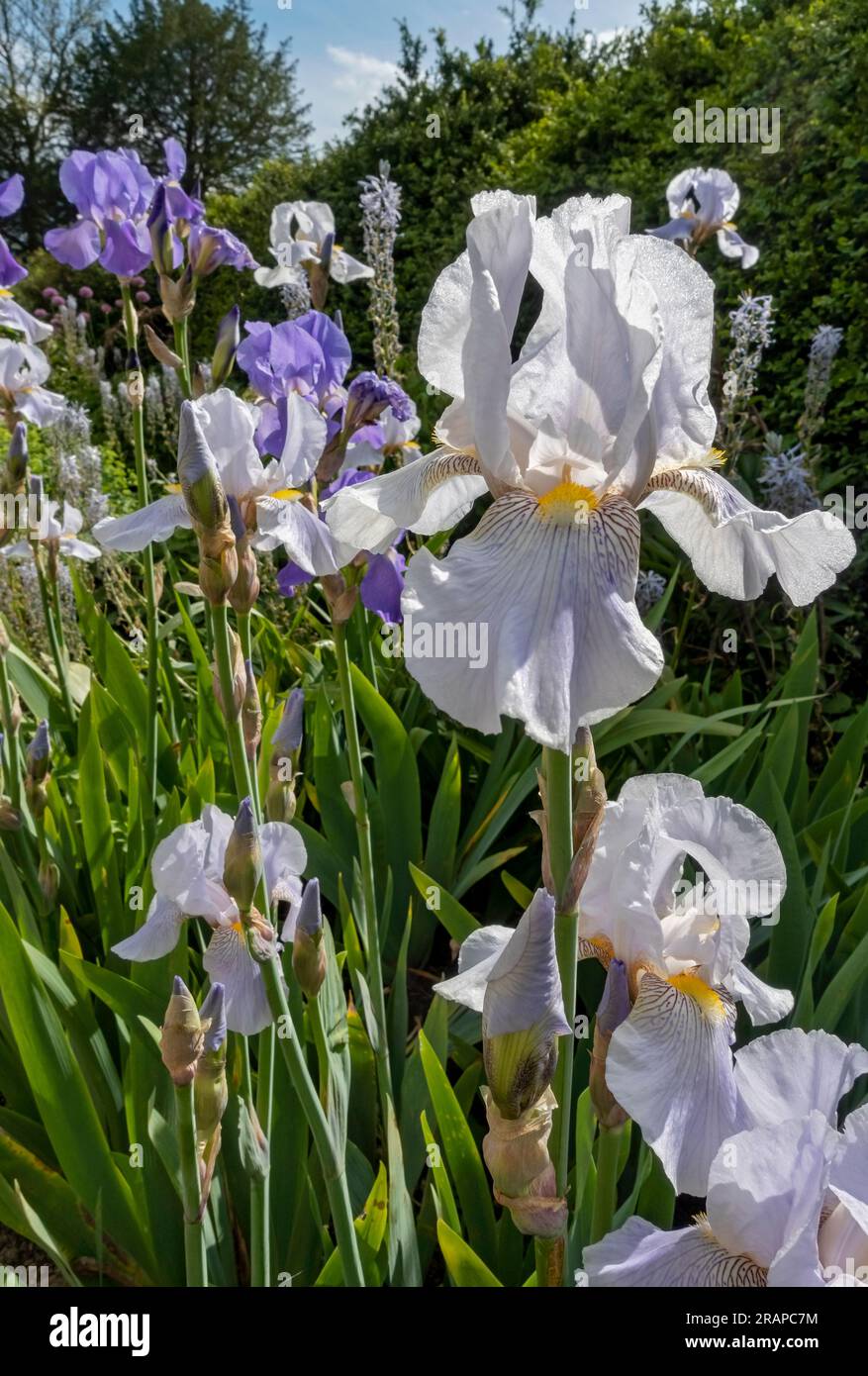 Close up of white and purple bearded iris irises flowering flowers flower in a garden border in summer England UK United Kingdom GB Great Britain Stock Photo