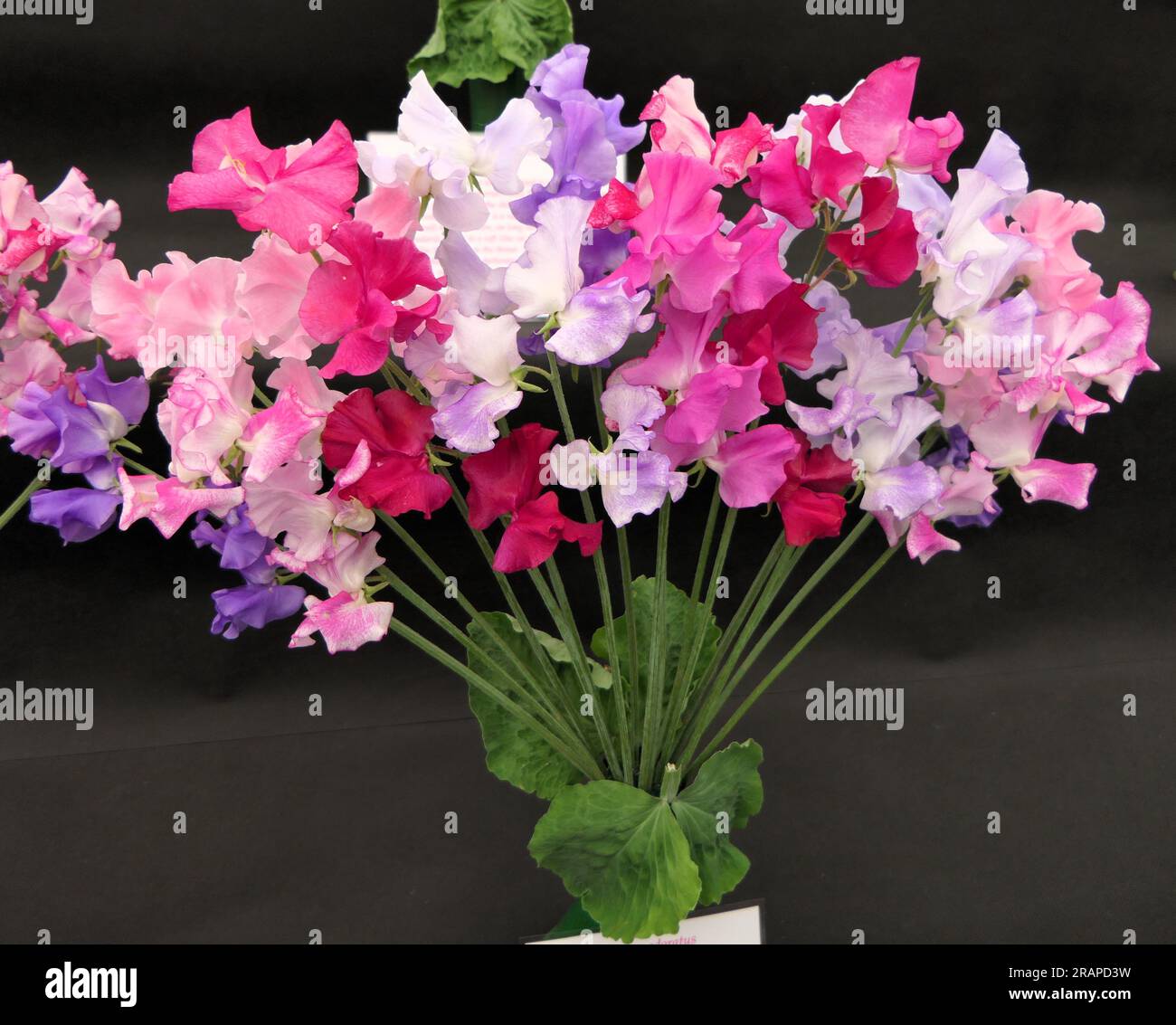 Sweet peas, at BBC gardens Birmingham UK 2023 Stock Photo - Alamy