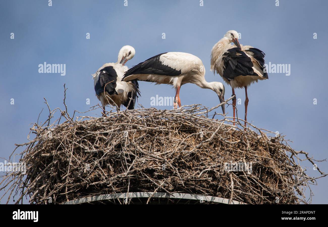 05 July 2023, Rhineland-Palatinate, Hagenbach: Three storks sit in the sunshine in their nest in Hagenbach and care for their plumage. Photo: Christoph Schmidt/dpa Stock Photo