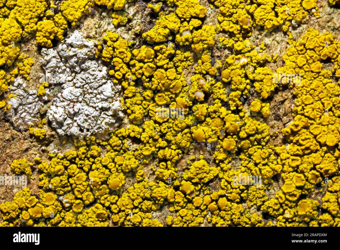 Candelariella vitellina is a crustose lichen found on siliceous and calcareous rocks and especially on bird-perch sites. It has a global distribution. Stock Photo