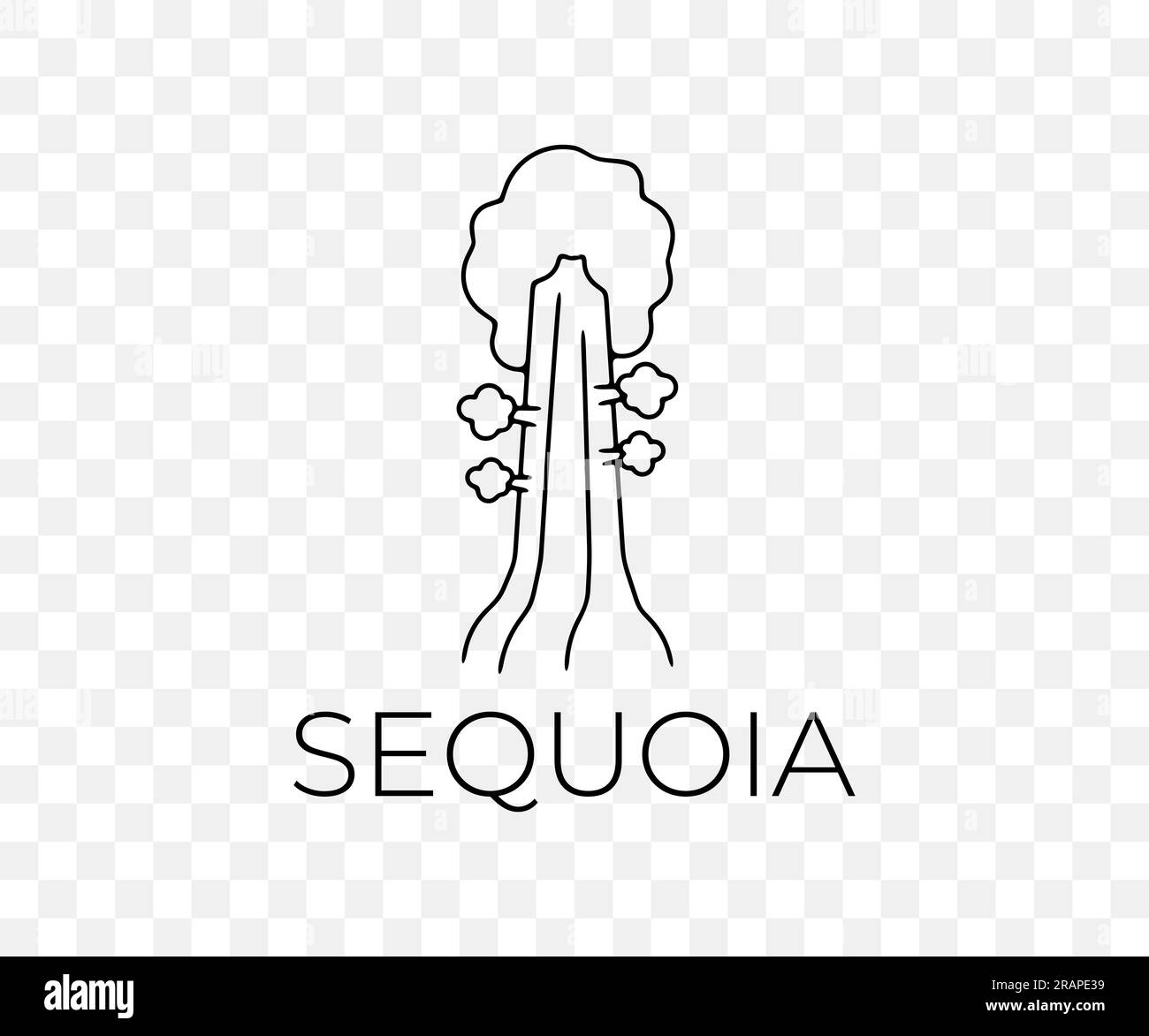 Big sequoia in the national park, nature, trees and plant, linear graphic design. Forest, forestry, redwood, pine, landscape and environment, vector Stock Vector