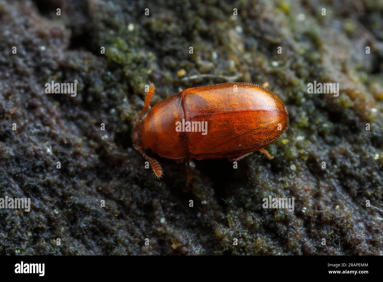 Darkling Beetle (Pentaphyllus pallidus) Stock Photo