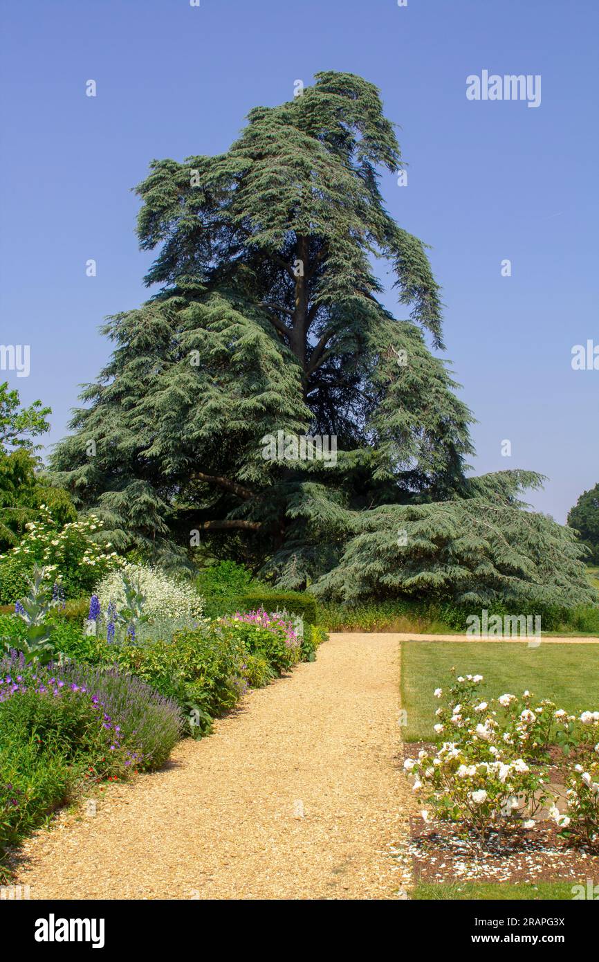 June 23 A tall and majestic Cedar of Lebanon tree growing in the garden