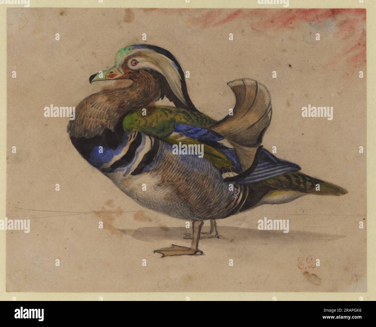 Mandrin Drake A Mandarin drake by Eugene Delacroix Stock Photo - Alamy