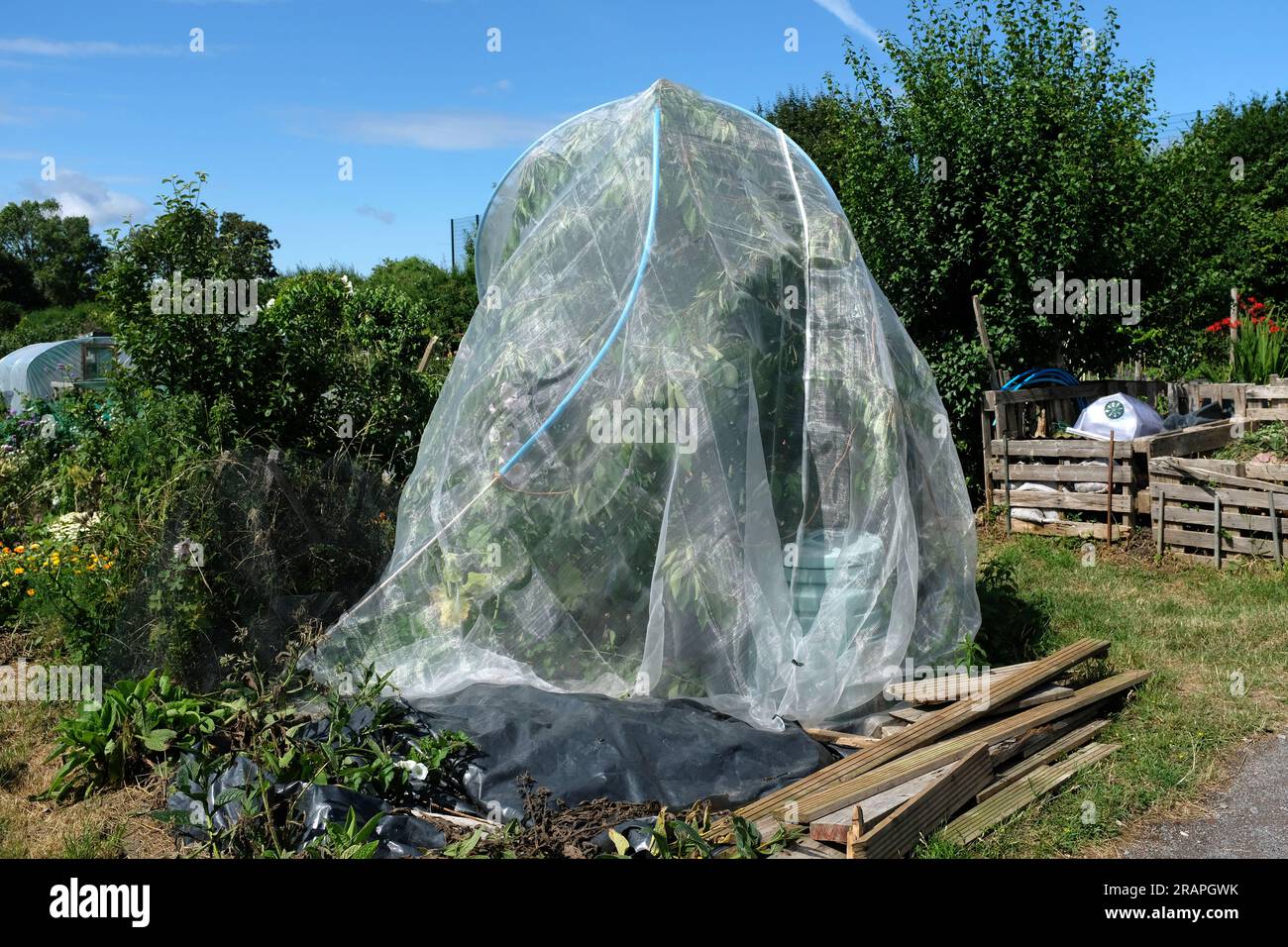 A cherry tree covered with netting for protection from birds Stock