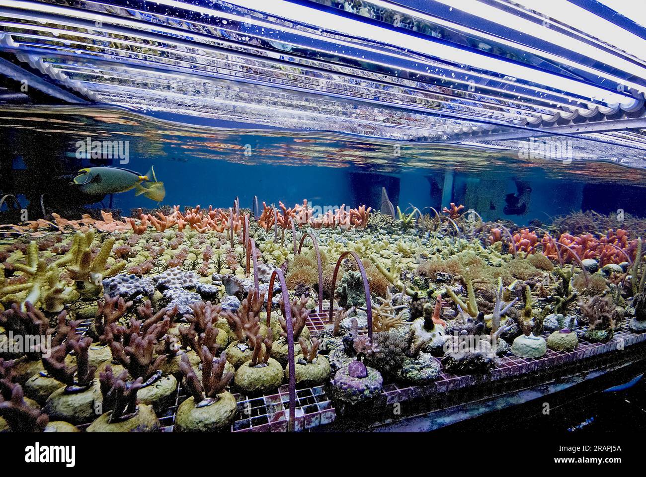 Coral farm growing small corals fragments into larger colonies. Stock Photo