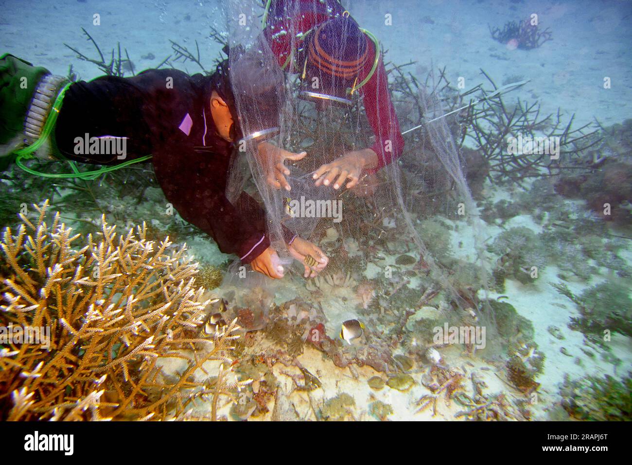 Collecting marien fish for the aquarium trade in the Philippines. Stock Photo