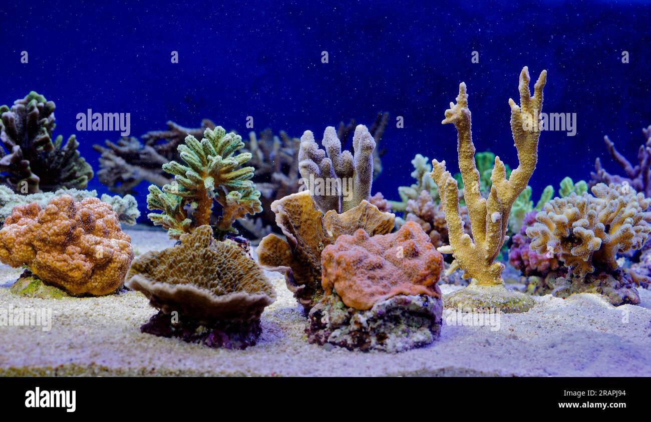 Coral fragments artifically propagated for growing into larger coral colonies in a pet shop i Norway. Stock Photo