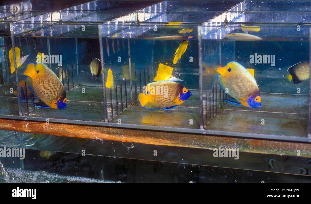 Yellowfaced angelfishes (Pomacanthus xanthometopod) being held in small tanks prior to export at a dealer's place in the Philippines. Stock Photo