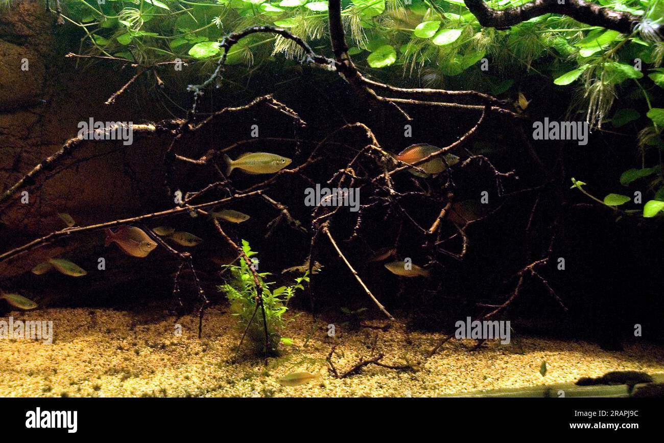 Fresh water aquarium fro Rainbowfishes (family Melanotaeniidae) decorated with roots, branches and floating plants. Stock Photo