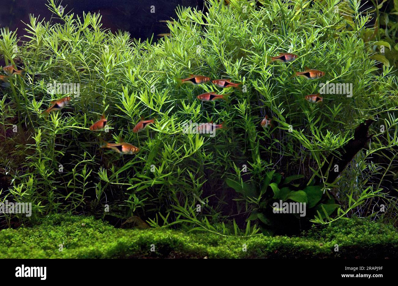 Beautiful freshwater aquarium with dense growth of plants living in harmony with peaceful, small fishes. Stock Photo