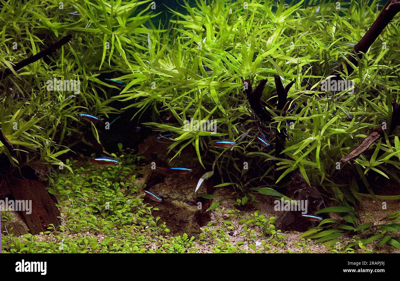 Beautiful freshwater aquarium with dense growth of plants living in harmony with peaceful, small fishes inclouding cardinal tetras (Paracheirodon axel Stock Photo
