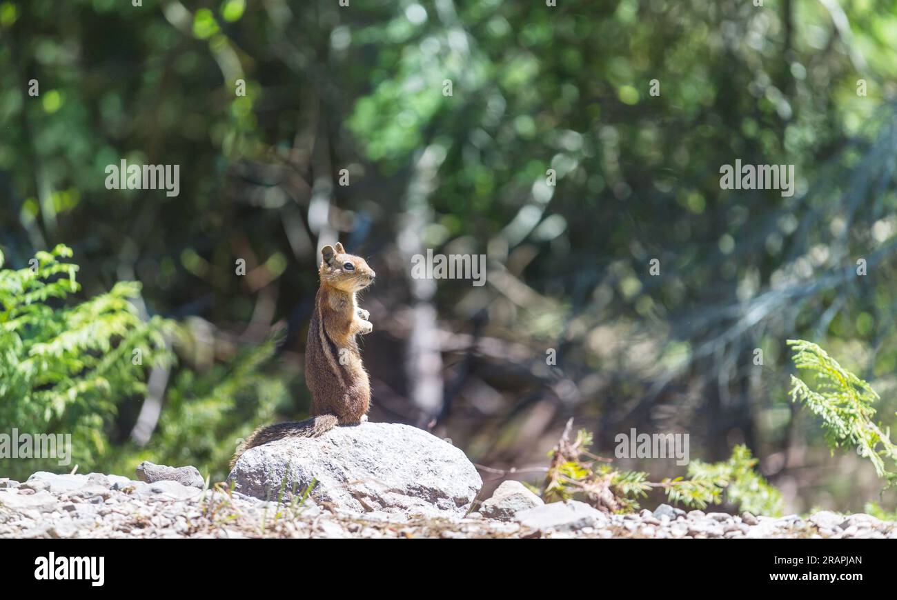 American chipmunk in summer forest Stock Photo - Alamy