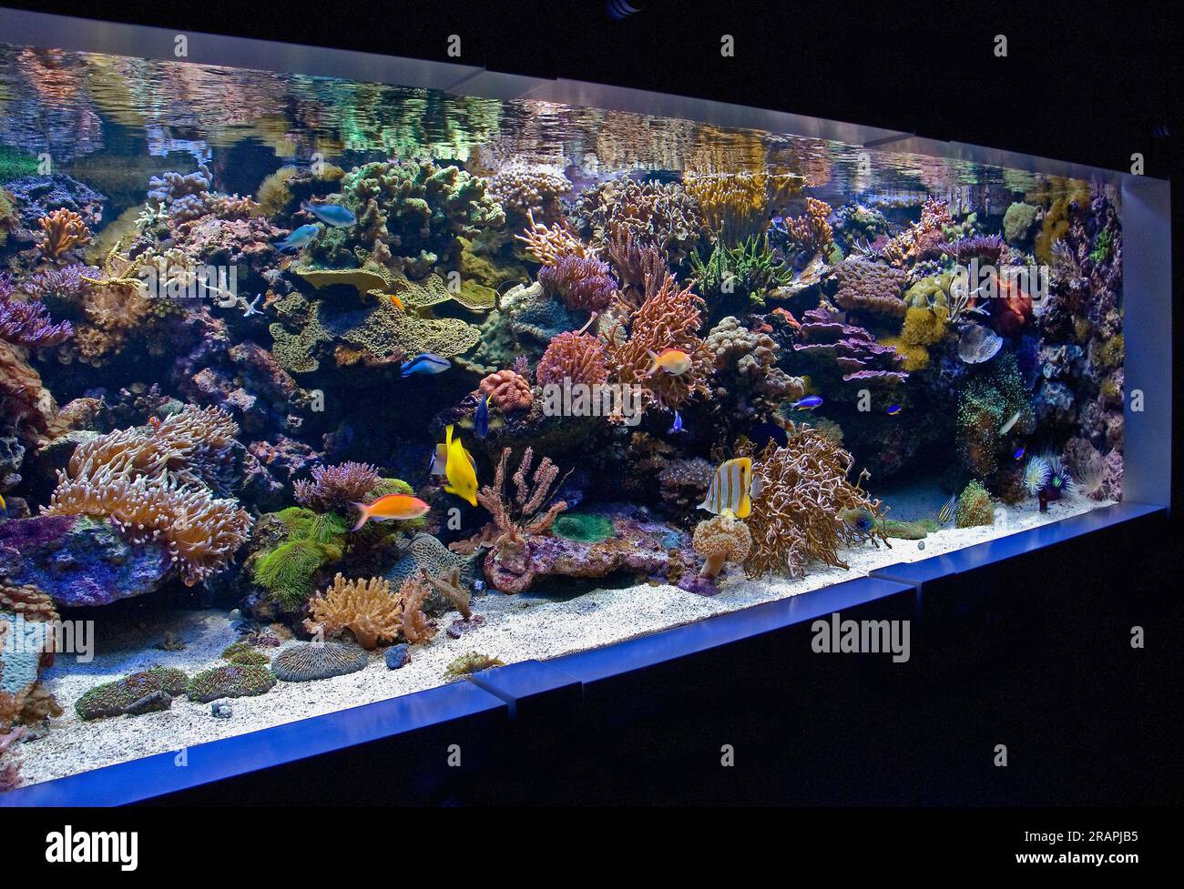 Large coral reef aquarium with high diversity of growing corals and