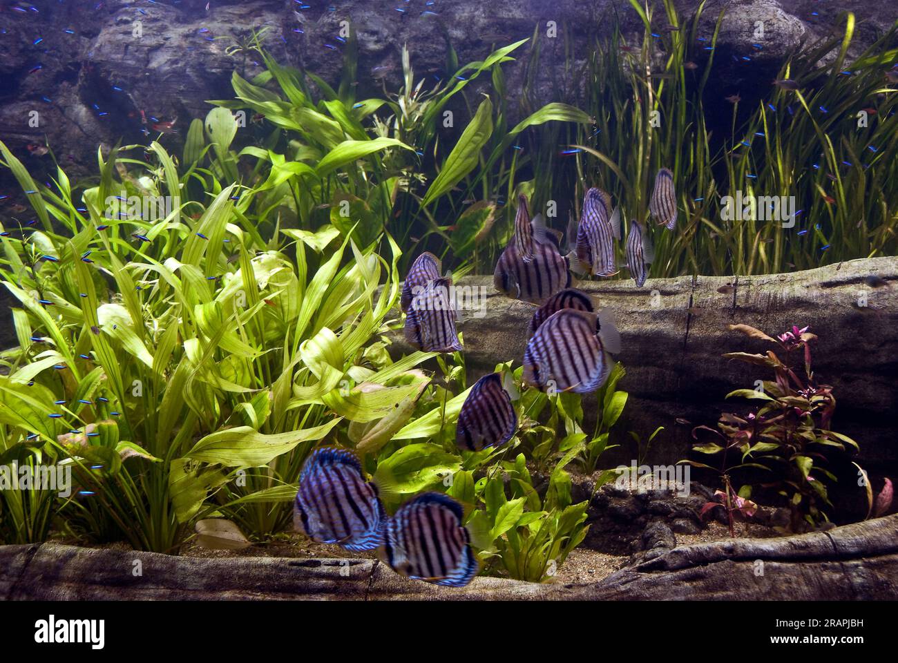 Large freshwater aquarium from the Amazon biotop with large group of Discus (Symphysodon aequifasciatus). Stock Photo