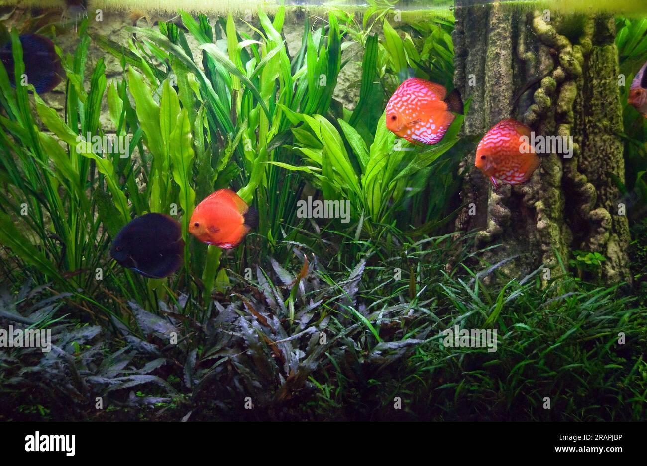 Freshwater aquarium from the Amazon biotop with Discus (Symphysodon aequifasciatus). Stock Photo