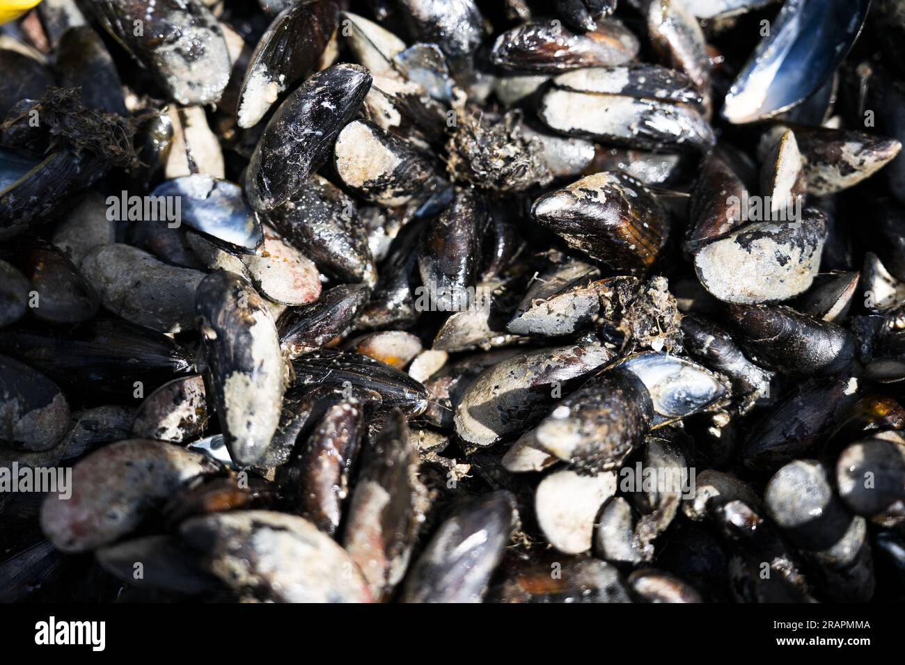 Mussel season 2023 hires stock photography and images Alamy