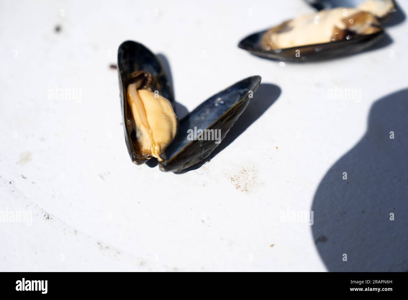 Mussel_boat hires stock photography and images Alamy