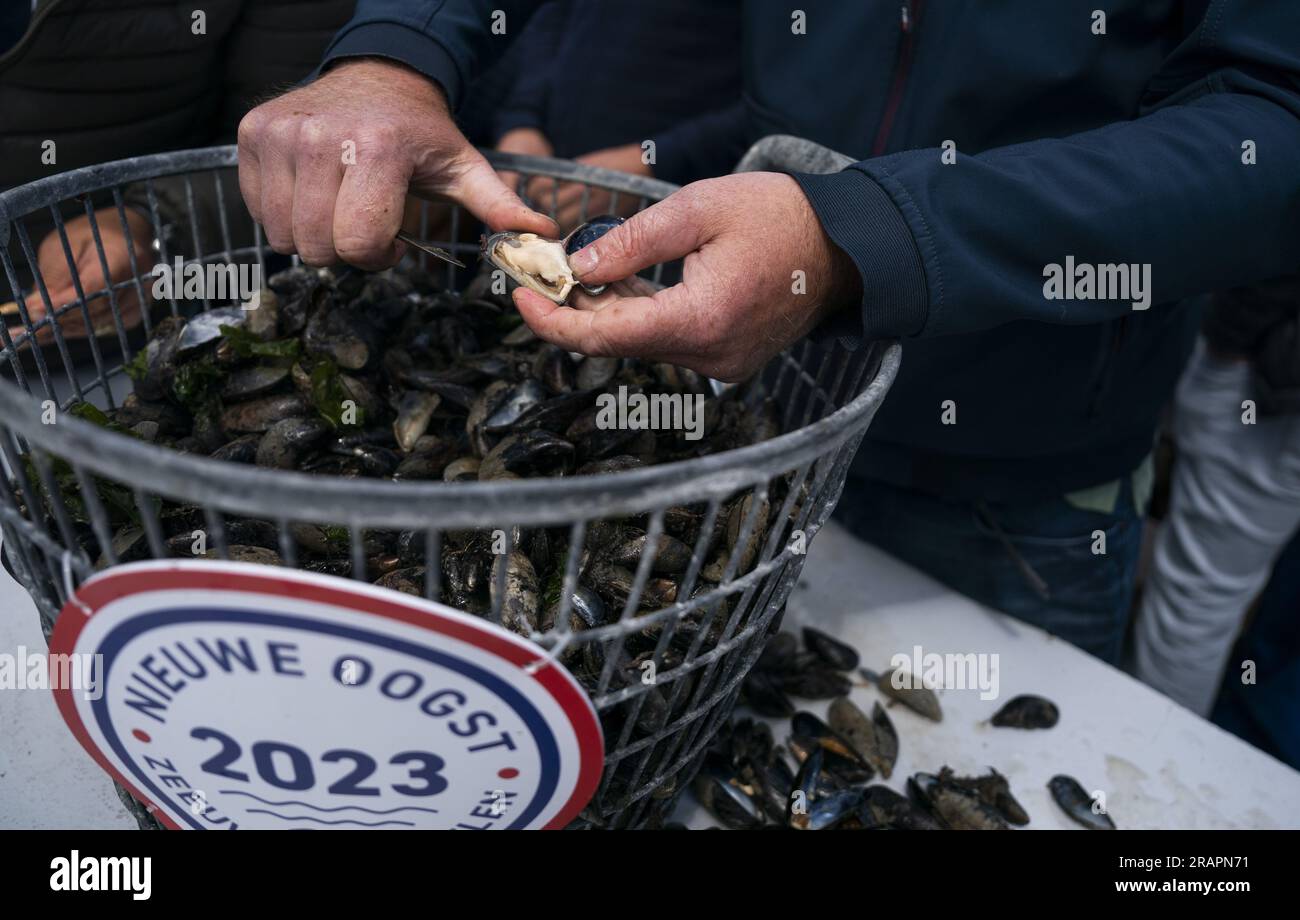 YERSEKE The mussel season has officially started with the collection