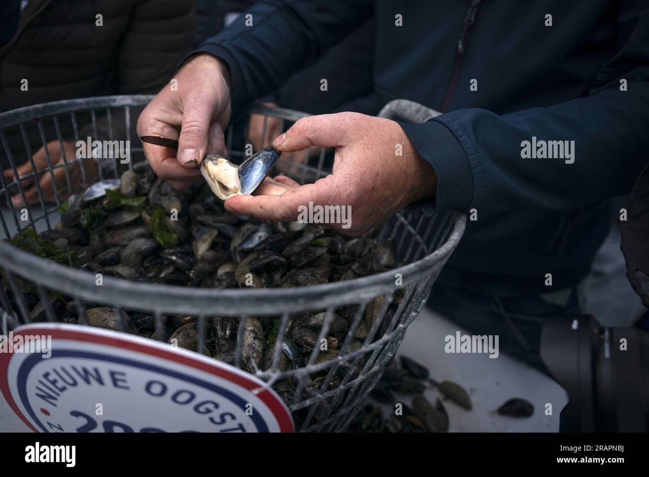 YERSEKE The mussel season has officially started with the collection
